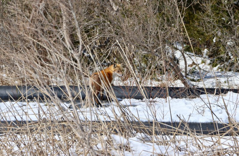 A fox enjoys the sunshine along Park Road in Lewes.